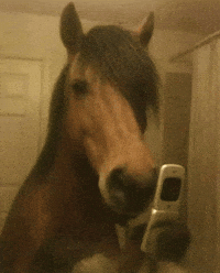 Funny Horse GIF