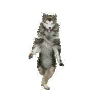 Happy Dance Sticker by WWF Romania