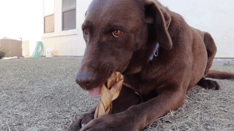 FatPuppy giphygifmaker dog dog bone dog store GIF