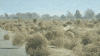 tumbleweed GIF