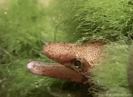 Marine Biology Ocean GIF