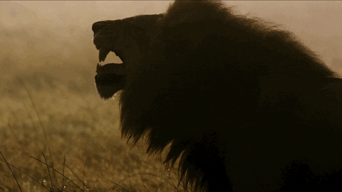 Snarling Nat Geo Wild GIF by Savage Kingdom