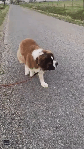 St Bernard Brings Younger Sister for Stroll on a Leash