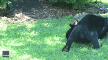 Bear Enthusiast Delighted by Adorable Cubs' 'Epic' Backyard Battle