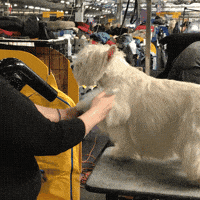 westminster dog show dogs GIF by Westminster Kennel Club