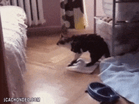 cat GIF