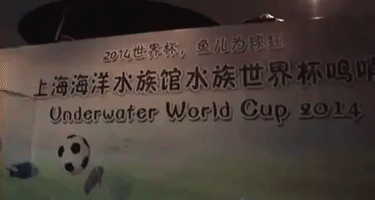 'Underwater World Cup' Held in Shanghai Aquarium