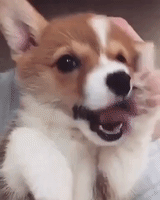 Cute Corgi Has to Be Aware That She Is This Adorable