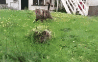 Cat Surprise GIF
