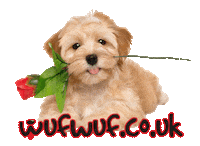 Dog Valentine Sticker by wufwuf