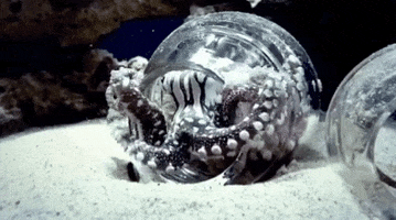 moving on my way GIF by California Academy of Sciences