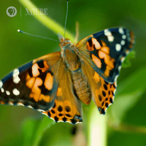 Pbs Nature Butterfly GIF by Nature on PBS