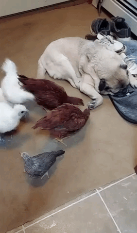 Pug Sleeps Through Chicks Chirping