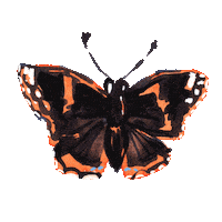 Flower Butterfly Sticker by compo