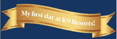 First Day Dog GIF by K9Resorts