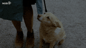 Aki Kaurismaki Dog GIF by MUBI