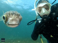 Pucker Up! Diver Snaps Adorable 'Selfie' With Pufferfish