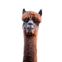 KatharinaWagnerHubbauer alpaca wagner alpaka alpakas Sticker