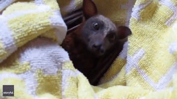 Flying Fox Recovers After Rescue From Barbed Wire Fence