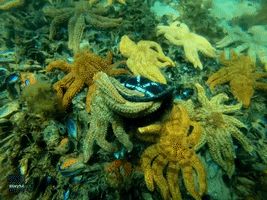 Hats Off: Diver Takes Baseball Cap From Starfish's Grasp