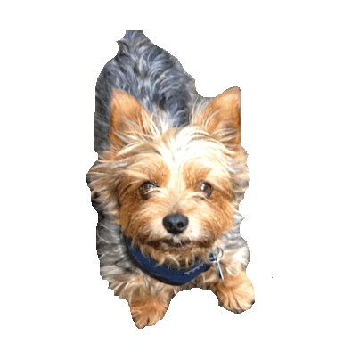 yorkie STICKER by imoji