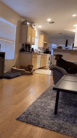 cuteanimalland giphyupload GIF