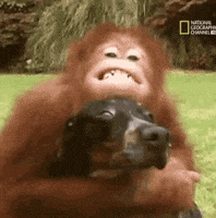 Esquizocenda GIF