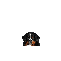 Berner Sticker by Bernersieger Kennel