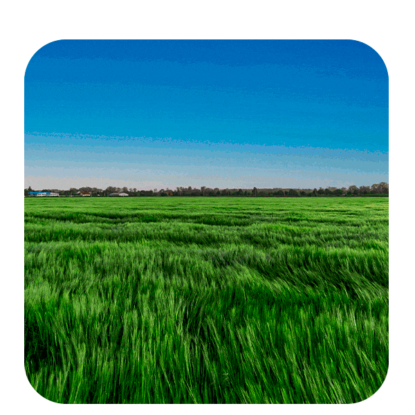 Pasto Extraordinario GIF by Corteva Brasil