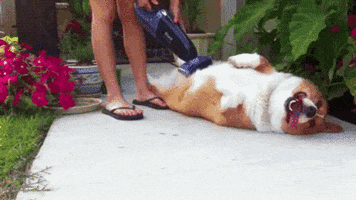 happy cute dog GIF