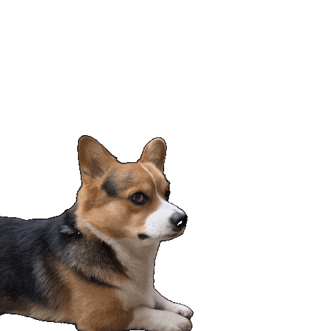 Corgi Milo Sticker