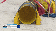 Espn Dogs GIF by American Kennel Club