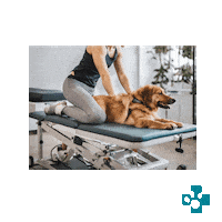 Vet Sticker by Europeanpetpharmacy