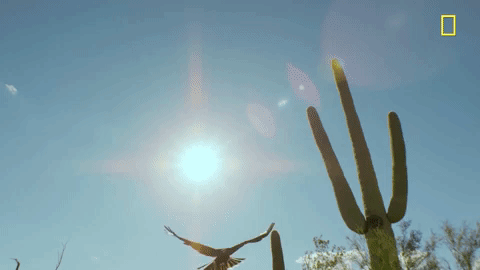 nat geo wings GIF by National Geographic Channel