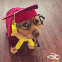 Graduation GIF by Respective