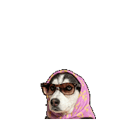 Dog Hund Sticker by saastopankki