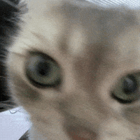 honeytofu side eye tofucat honey tofu honeytofu GIF