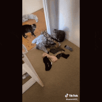 cuteanimalland giphyupload GIF