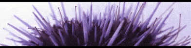 Waving Marine Science GIF by UC Davis Coastal and Marine Sciences Institute