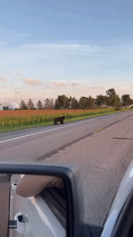 Bear Looks Both Ways Before Crossing Upstate New York Highway