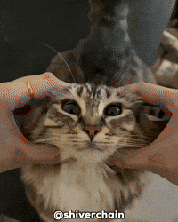 Cat Wow GIF