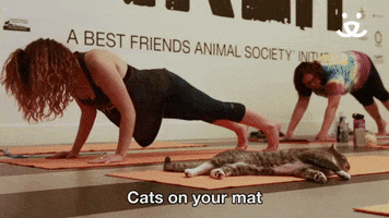best friends nkla GIF by Best Friends Animal Society