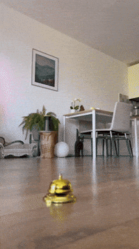Cat GIF