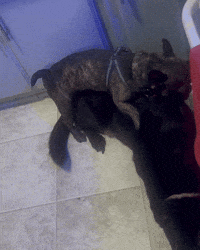 Dog Hump GIF by TruRebels