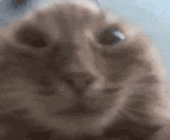 SpacyBeanie cat kitty stare bruh GIF