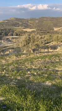 Earthquake Creates Canyon-Like Rift in Olive Grove in Southern Turkey