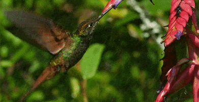 hummingbird GIF by Head Like an Orange