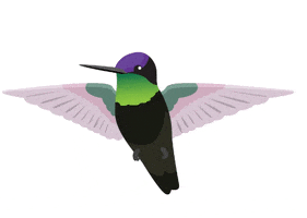 Bird Spring GIF