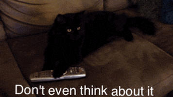 cat funny cats GIF