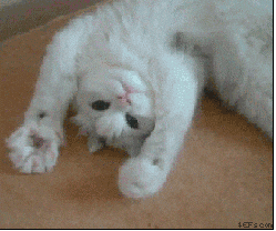 Happy Cat GIF
